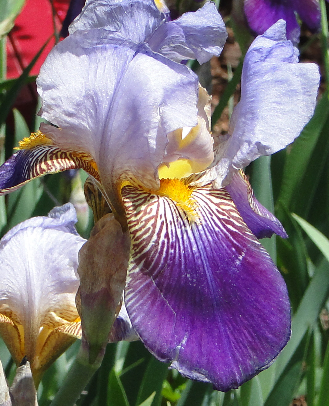 image of iris